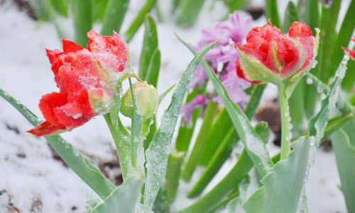 May snow